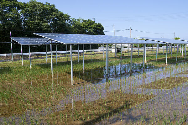 Ein kombinierter Solarpark mit Reisanbau in Japan